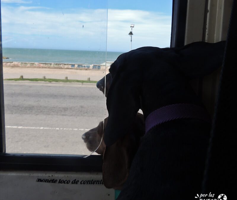 por-las-rutas-del-mundo-perros-que-viajan-y-ven-el-mar-por-la-ventana