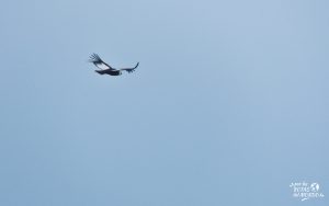 condor en ushuaia trekking