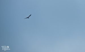 condor en ushuaia trekking
