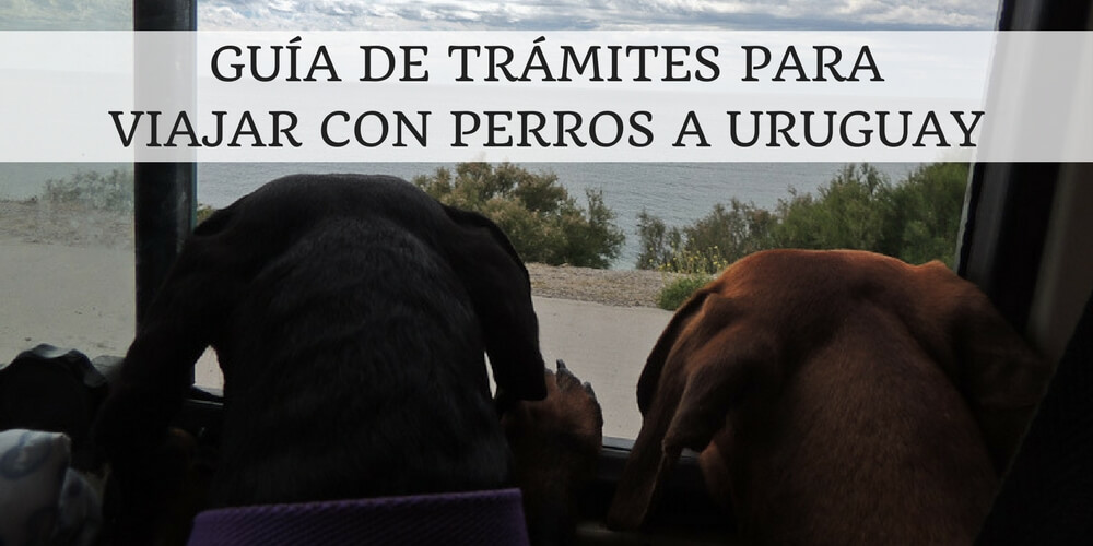 Guía de trámites para viajar con perros a Uruguay